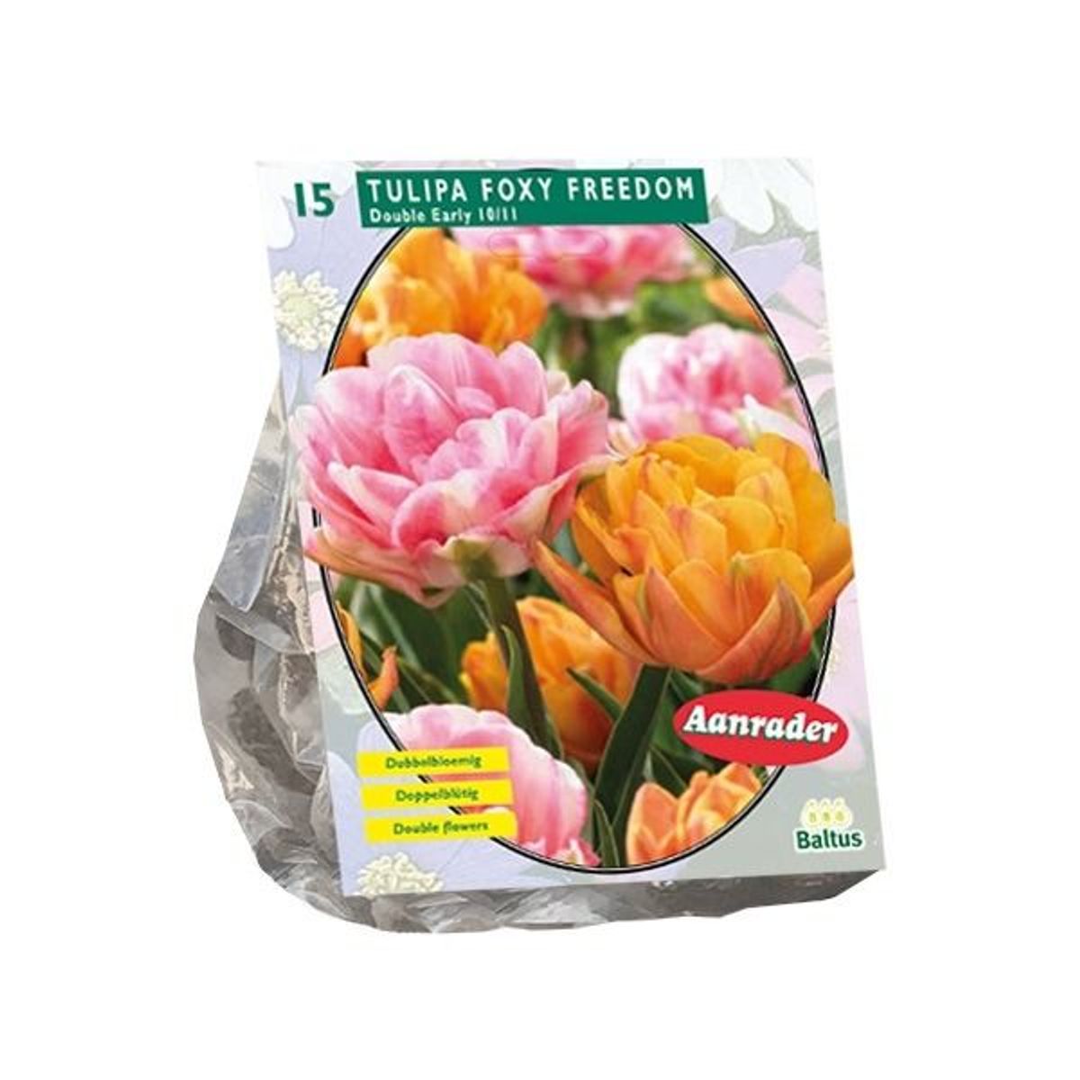  Tulipan Foxy Freedom 10 i pakken
