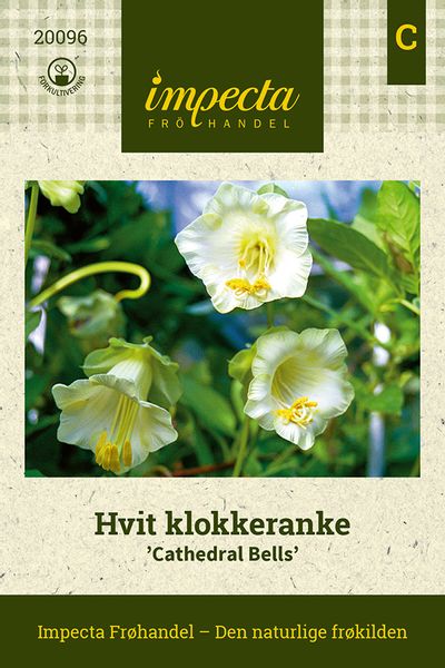 Hovedbilde Hvit klokkeranke 'Cathedral Bells'