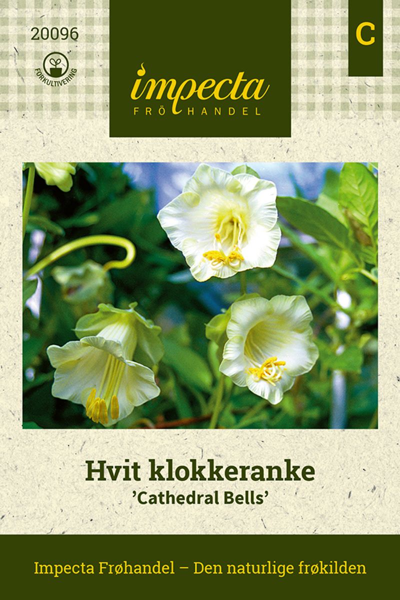 Hvit klokkeranke 'Cathedral Bells'