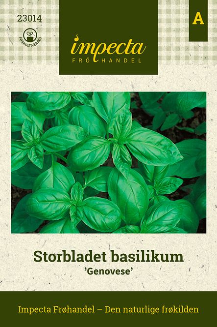 Hovedbilde Storbladet basilikum 'Genovese'