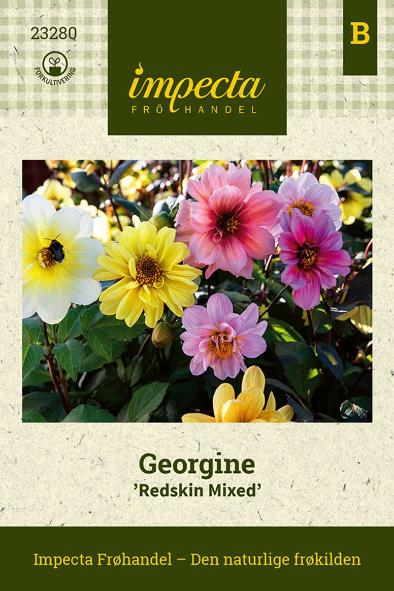Georgine 'Redskin Mixed'