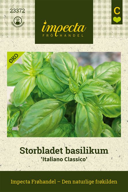 Hovedbilde Storbladet basilikum 'Italiano Classico'
