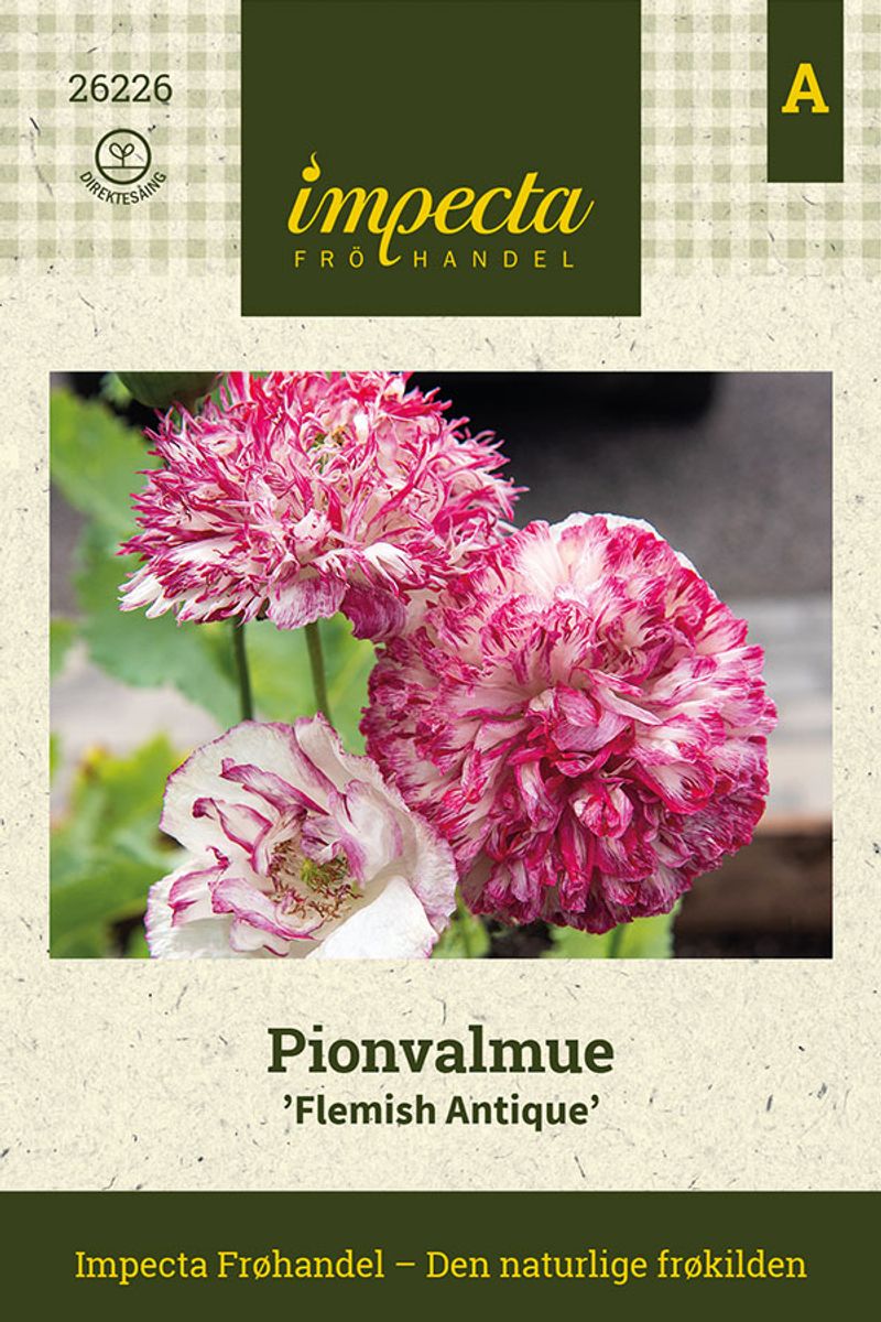 Pionvalmue 'Flemish Antique'