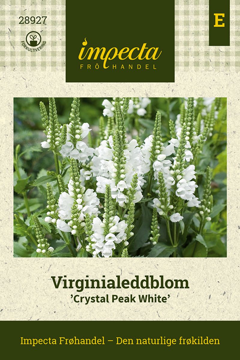 Virginialeddblom 'Crystal Peak White'