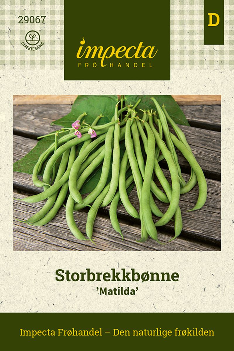 Storbrekkbønne 'Matilda'
