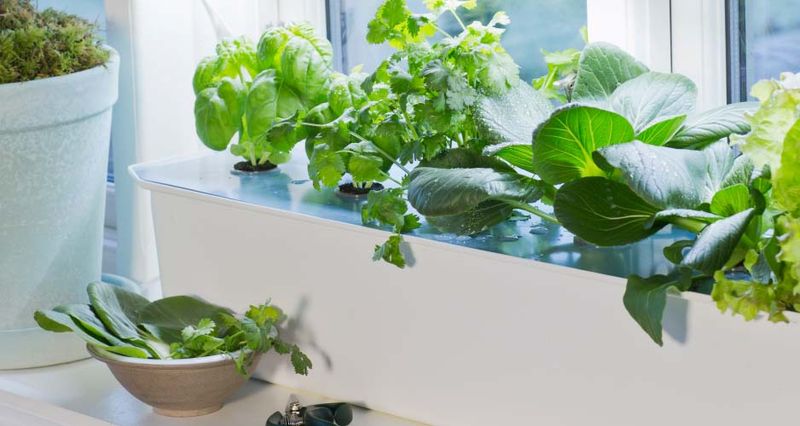PLANTEPLUGG salatfrø