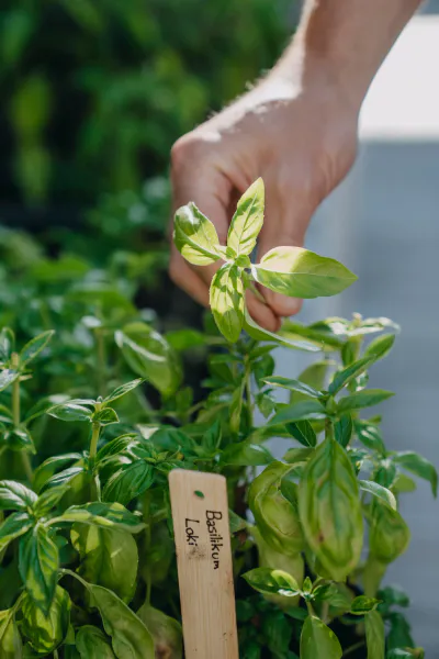 Hovedbilde Basilikum, glattbladet, Loki, Organic