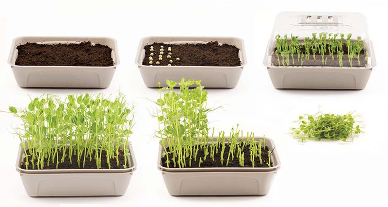 Micro Leaf 1-boks
