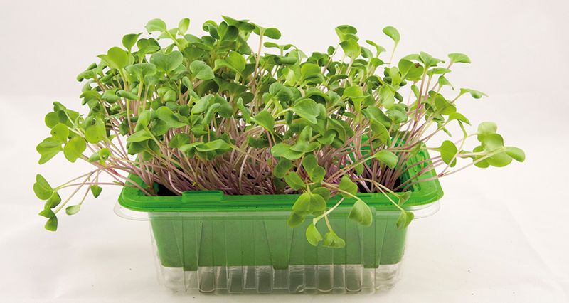 Micro Leaf Bladreddik