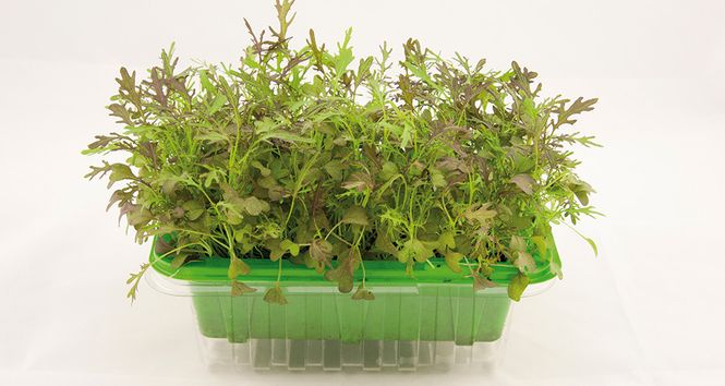 Hovedbilde Micro Leaf Sareptasennep