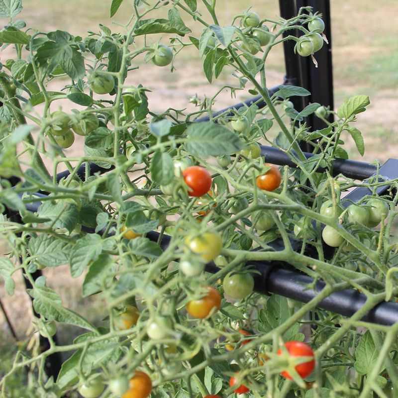 Tomato Crop-Booster Frame   Ramme.