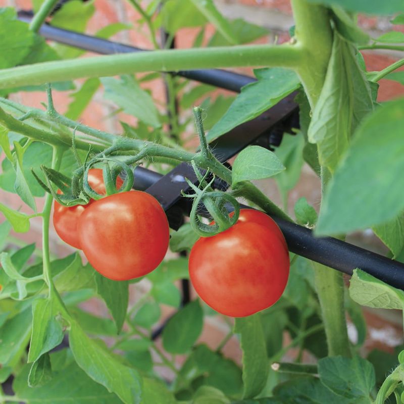 Tomato Crop-Booster Frame   Ramme.