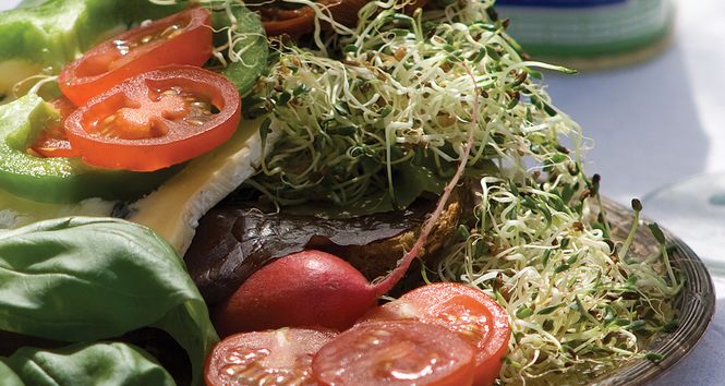 Hovedbilde Alfalfa spirer
