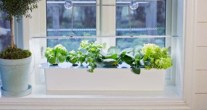 Hovedbilde Plantelys, startpakke, 2 deler