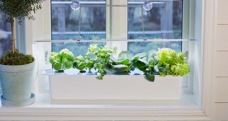 Plantelys, startpakke, 2 deler