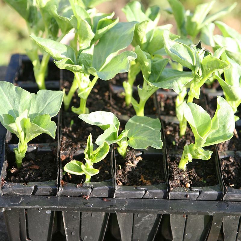 Rootrainers. For såing og småplante dyrking. 8cm dyp