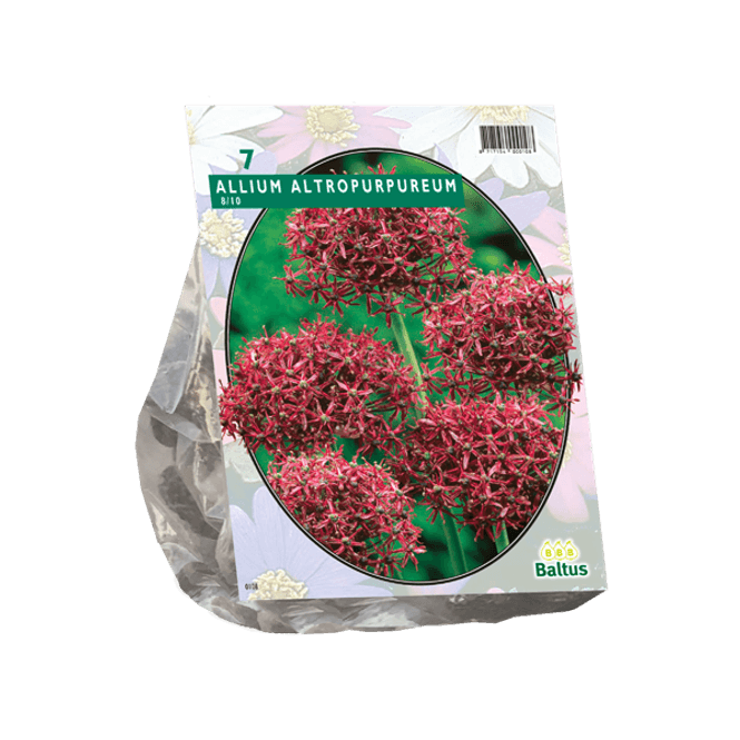 Hovedbilde Allium Atropurpureum. Løk størrelse: 8/10 . ...