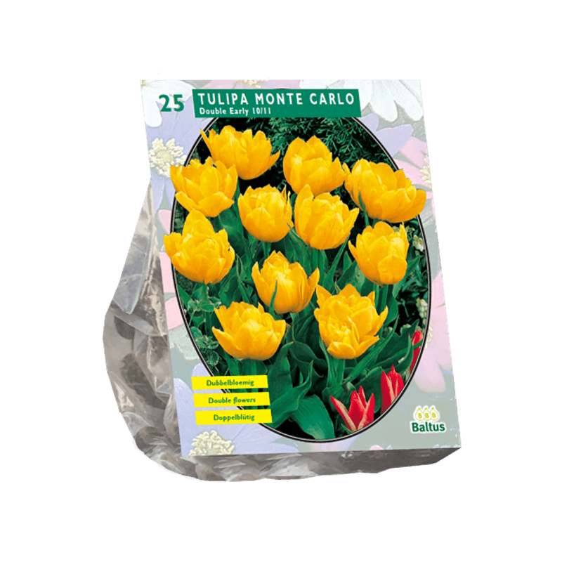 Tulipa Dubbel Laat Yellow Pompenette. 15  stk blomsterløk av tuli