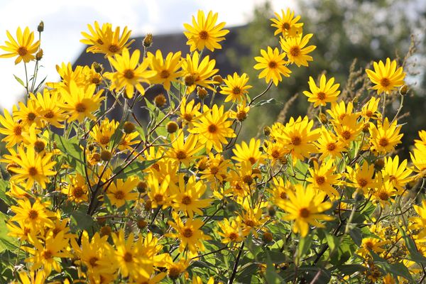Hovedbilde 3 stk Jordsokk-Helianthus tuberosus
