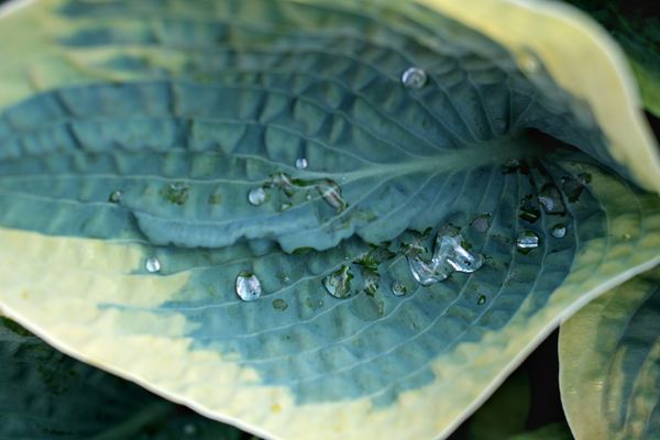 Hovedbilde 3 stk Hosta 'Aristocrat'