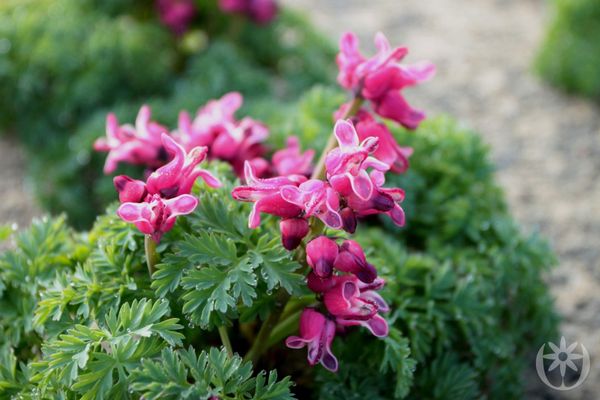 Hovedbilde 3 stk Dicentra 'King of Hearts'