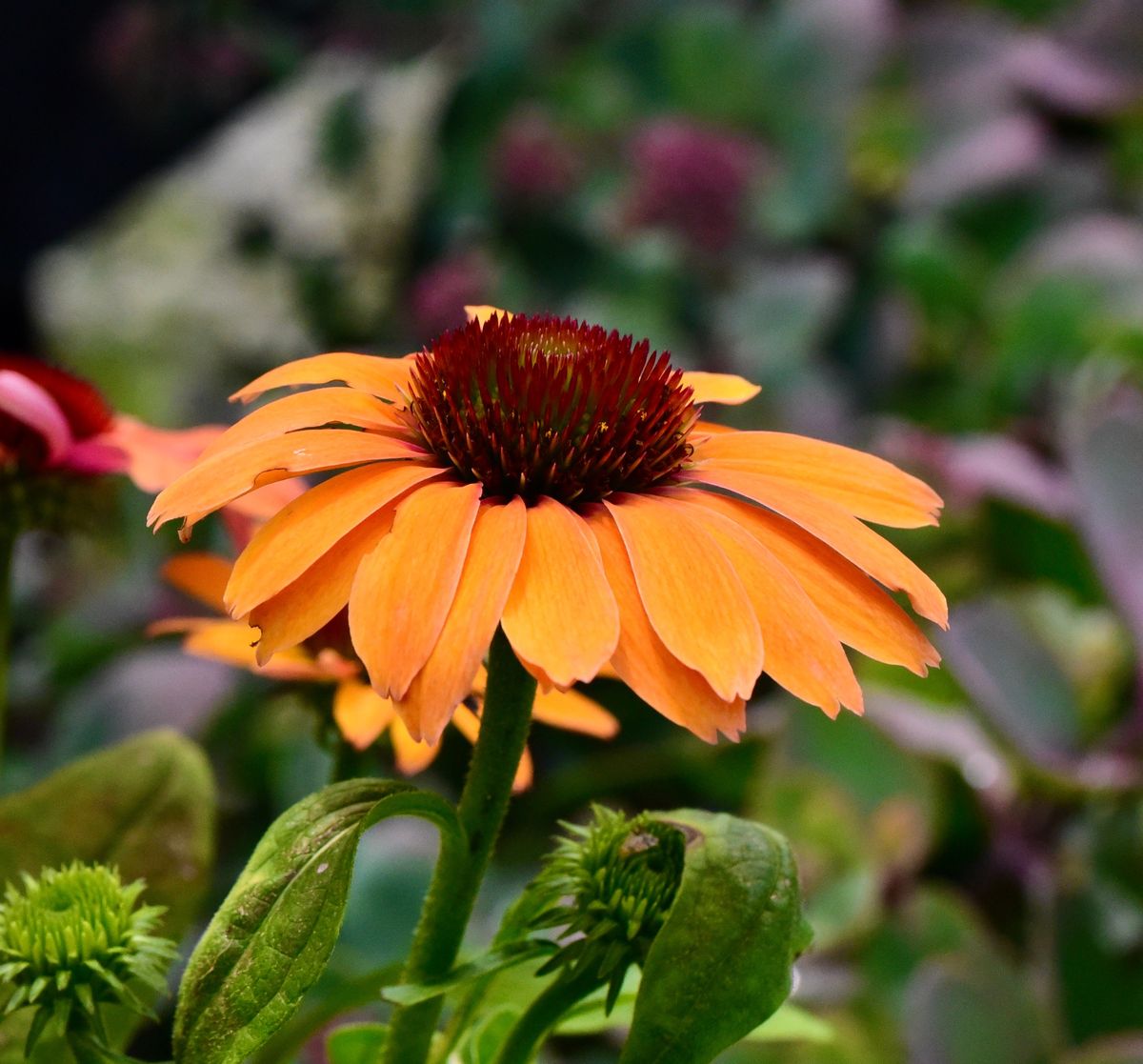 3 stk Echinacea purp. 'Orange Passion'