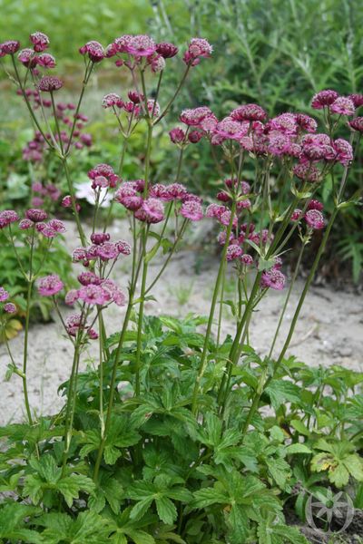 Hovedbilde 3stk. Stjerneskjerm - Astrantia maj.   'Rubra'. ...