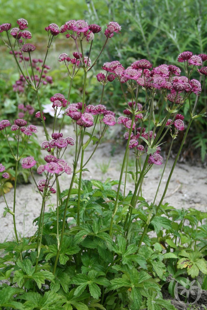 3stk. Stjerneskjerm - Astrantia maj.   'Rubra'. Staude barrot