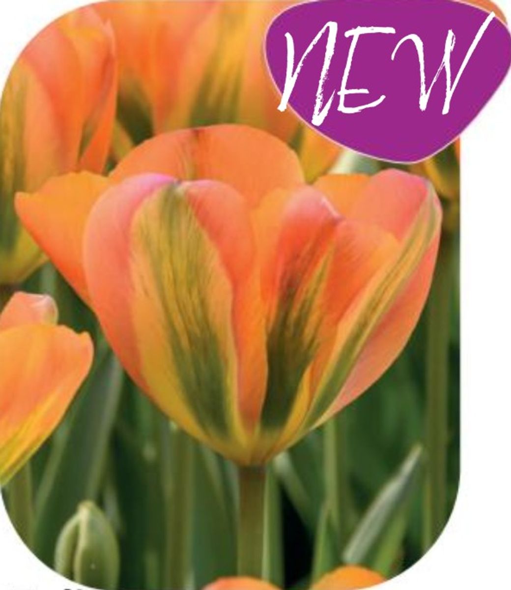 Tulipan Orange Marmelade 10 stk i posen