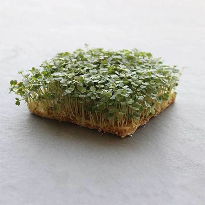 Hovedbilde Mikrogrønt Ruccula