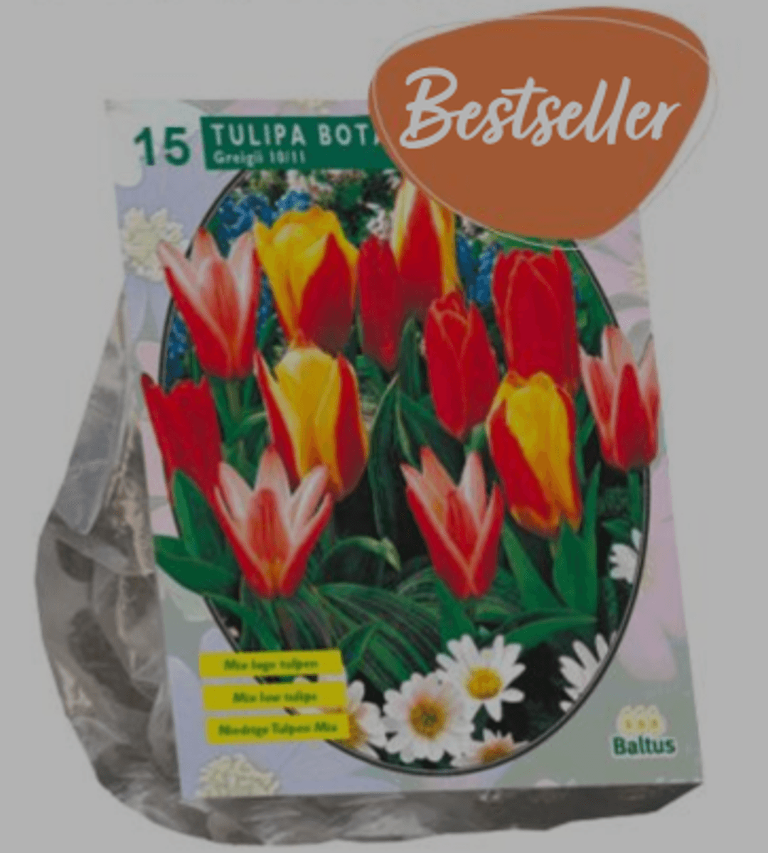 Tulipa 'Greigii.  mix. 10 stk Blomsterløk  av Tulipan