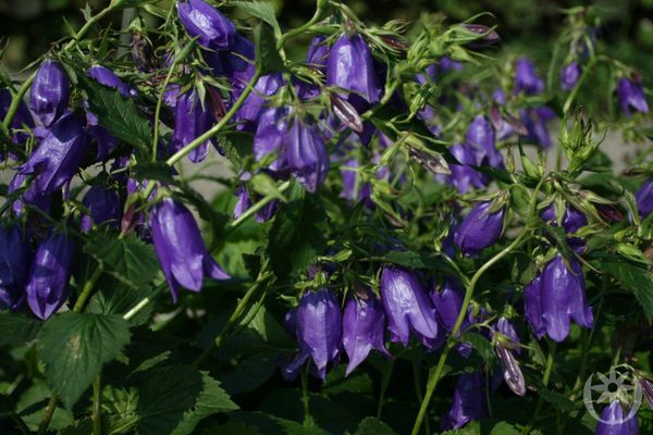 Hovedbilde 3 stk Campanula 'Kent Belle'